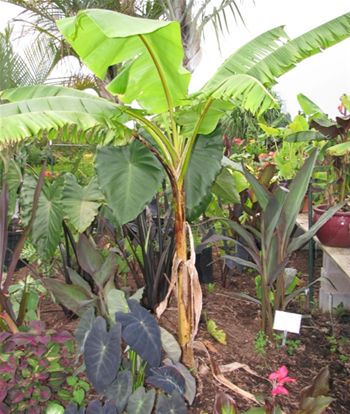Musa Mekong Giant